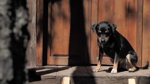 A black dog taking the sun in the door