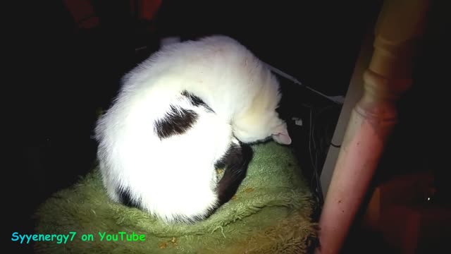 'Golddigger the CAT', Steals my Drink, FEB 23, 2018