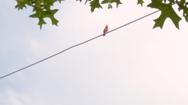 Cardinal Song On A Wire