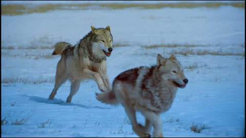 The Wolf on the Snow Mountain