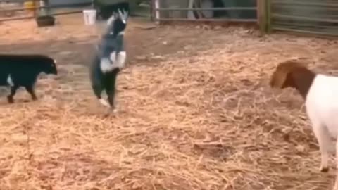 Animal funny video, 😂