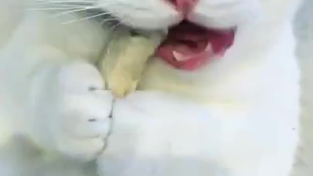 Hungry Cat... Eating Food! Funny