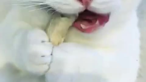 Hungry Cat... Eating Food! Funny