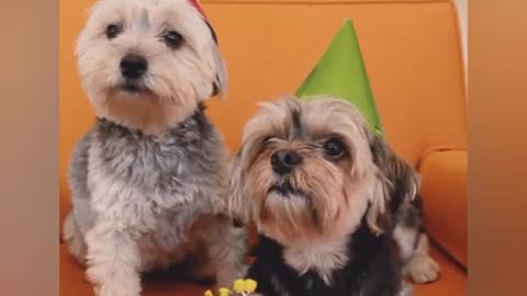 Compilation of Cute Puppies