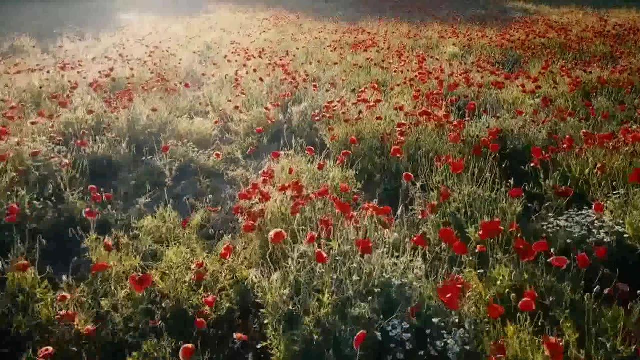 HD flower video Amazing nature Free HD videos