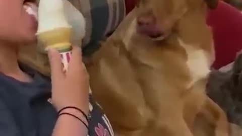 Dog Funny Video With boy🤣🤣