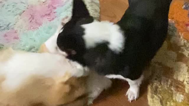 Lazy Fighting
