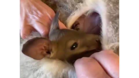 Kangaroo Offspring!