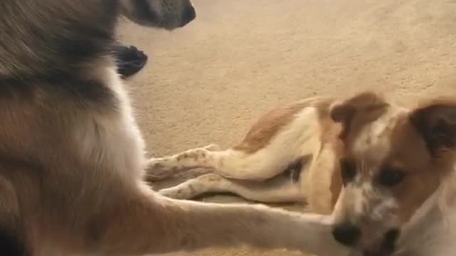 Brown dog puts paw on white and brown dog and it starts to bite paw