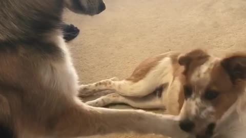 Brown dog puts paw on white and brown dog and it starts to bite paw