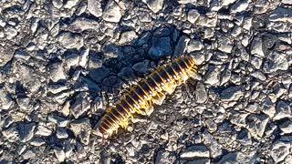 A Millipede Crosses My Path On My Walk To Work