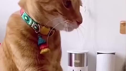 OMG So Cute Best Funny Cat Videos