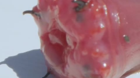 This creature looks and acts like an alien