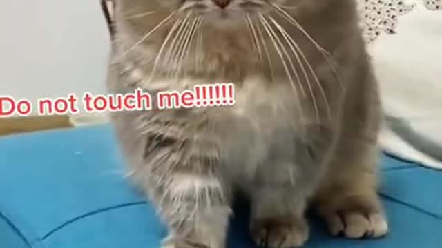 Lovely Cat, black cat, cats, funny cats, funny cat videos 1591