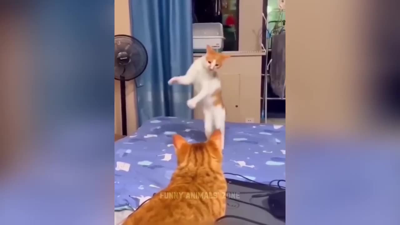 funny movement of animals