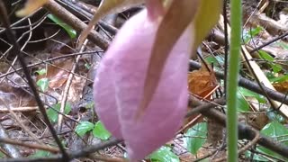 Lady's Slipper