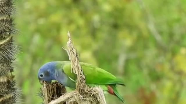 Love between birds, birds petting each other