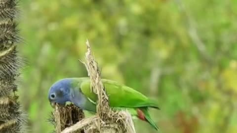 Love between birds, birds petting each other