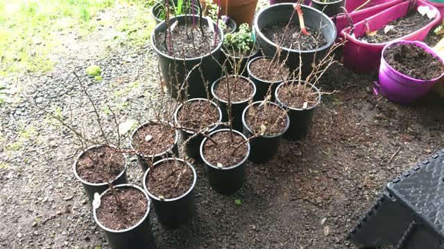 Welcome To GooseberryHomestead #1