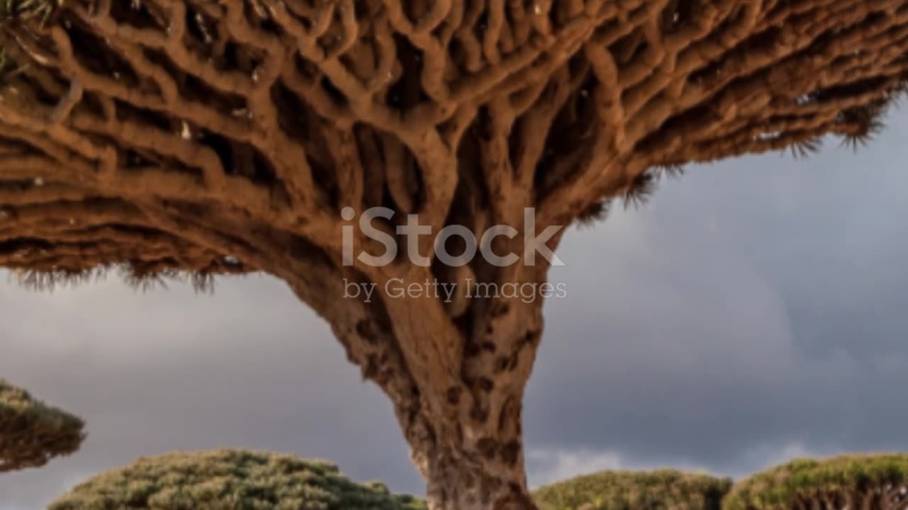 Socotra Archipelago: Yemen's Hidden Gem #travel #adventure #explore