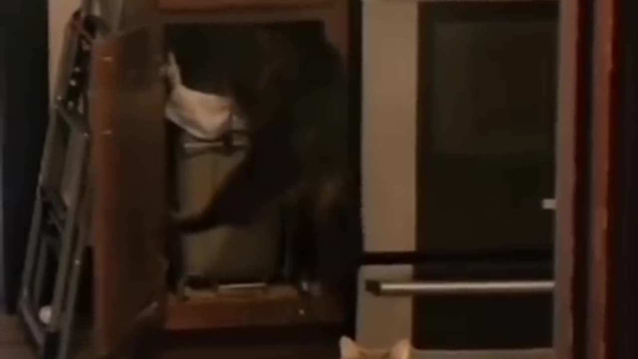 Cat viral video cat funny video cat comedy video
