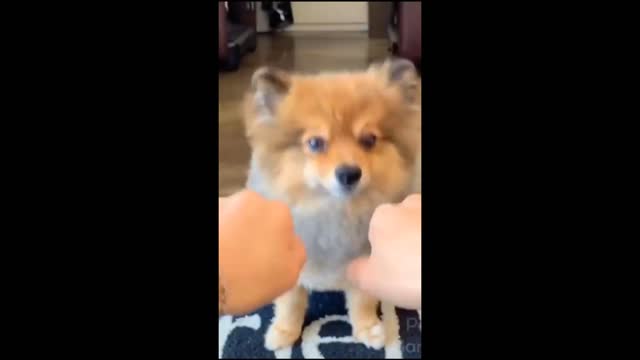 Cute Dog Compilation