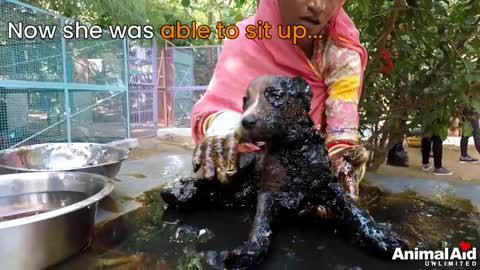 Covered in solid tar puppies trapped in their own bodies, only their eyes could move, rescued.