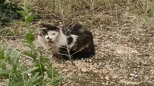 Gatos salvajes