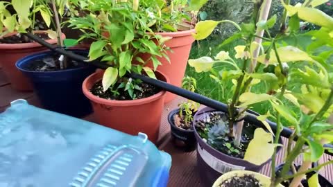 Garden irrigation system: Rain barrel, Solenoid valve, ESP8266 (Wemos D1 mini)