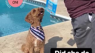 Good doggy gives high fives for treats