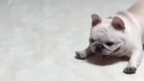 cute pupy plays with toy
