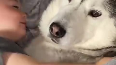 Funniest Animals | Funny Dog And Cat | Funny Animals Video #3