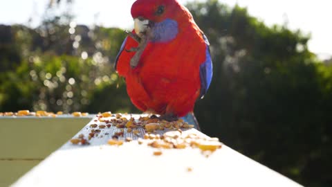 Parrot eating food