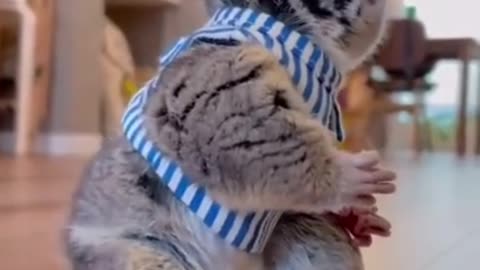 Best Funny Animal Videos of the year (2024), funniest animals ever