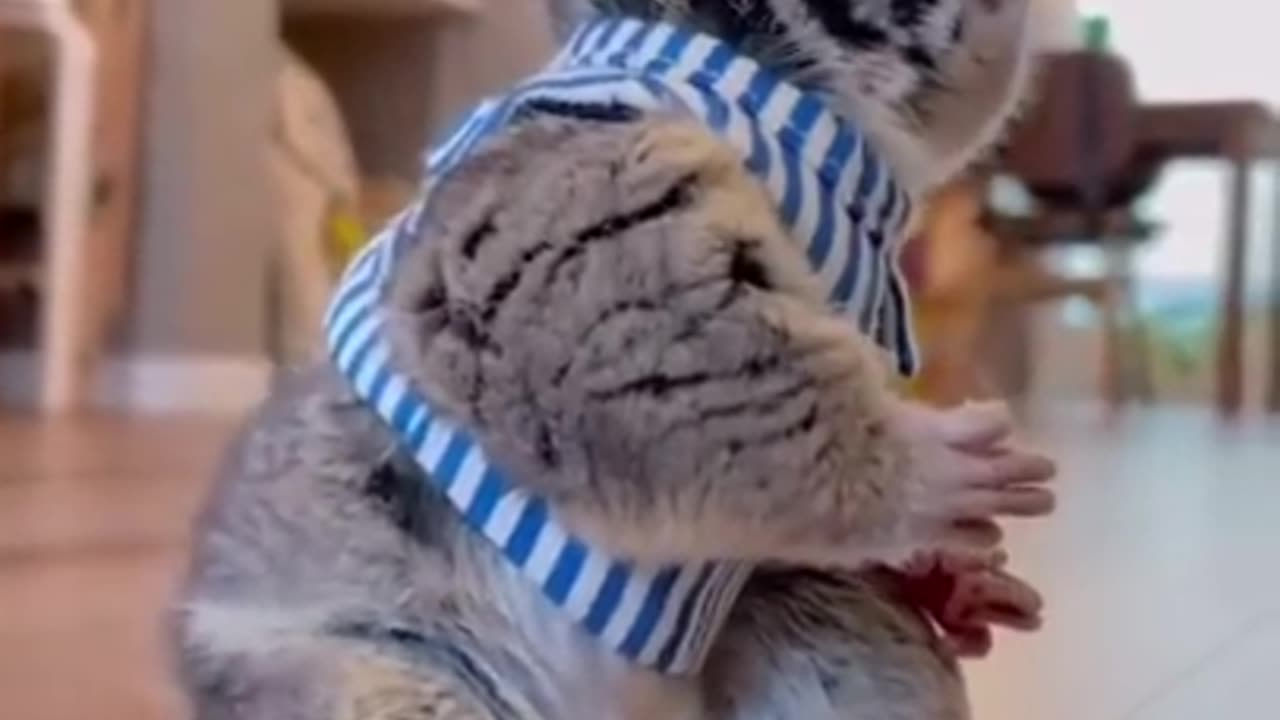 Best Funny Animal Videos of the year (2024), funniest animals ever