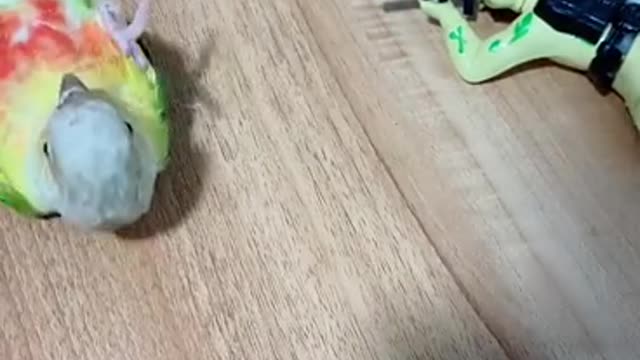 beautiful parrot bird
