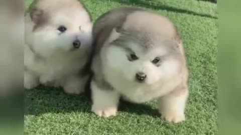 Alaskan Malamute Puppies Video compilation!