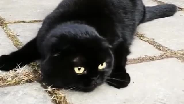 I met a black cat on the road, which made me laugh out loud