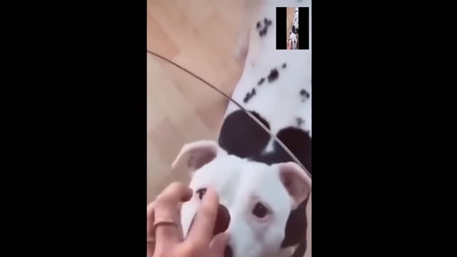 Funny Pets Compilation