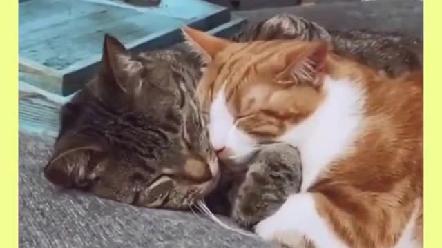 Cute cats