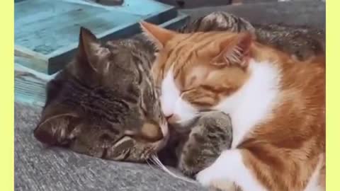 Cute cats