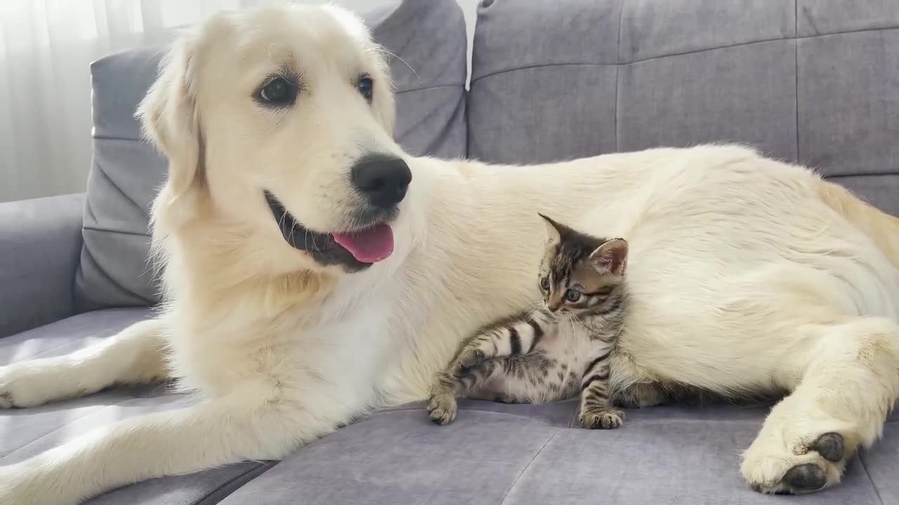 Playful Tiny Kitten Befriends Golden Retriever