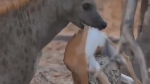 Cute animal behavior makes you happy