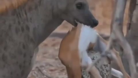 Cute animal behavior makes you happy