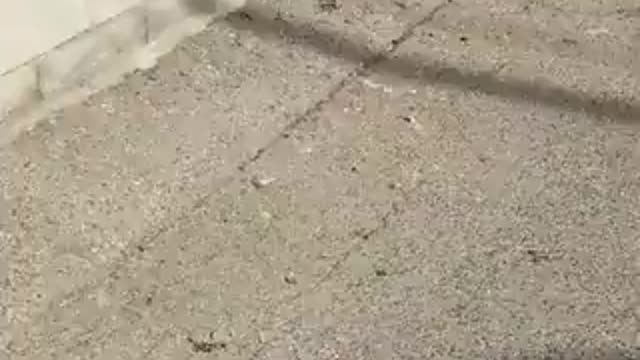 Chihuahua thinks he's Tough