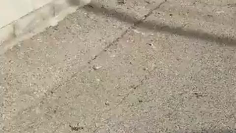 Chihuahua thinks he's Tough