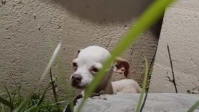 People find terrified puppy under bridge