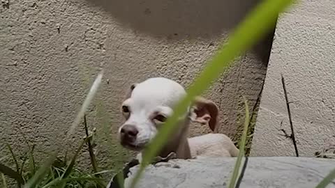 People find terrified puppy under bridge