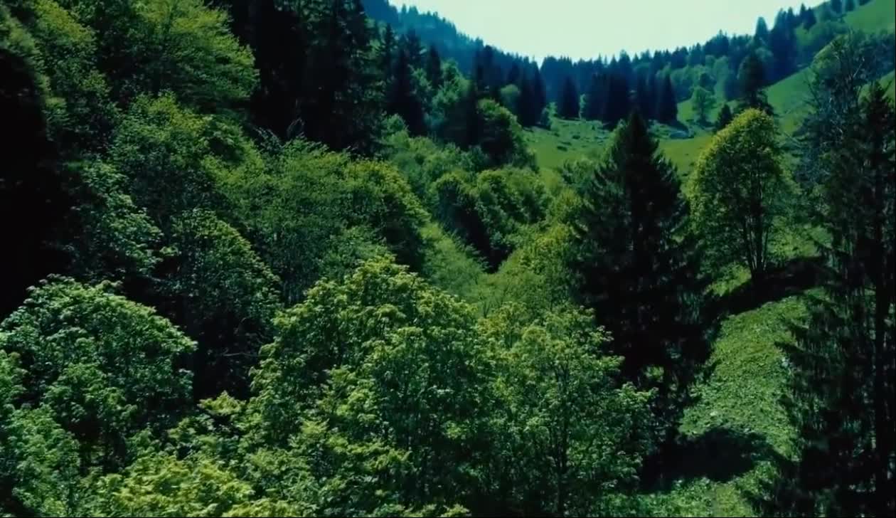 Blue sky and green trees