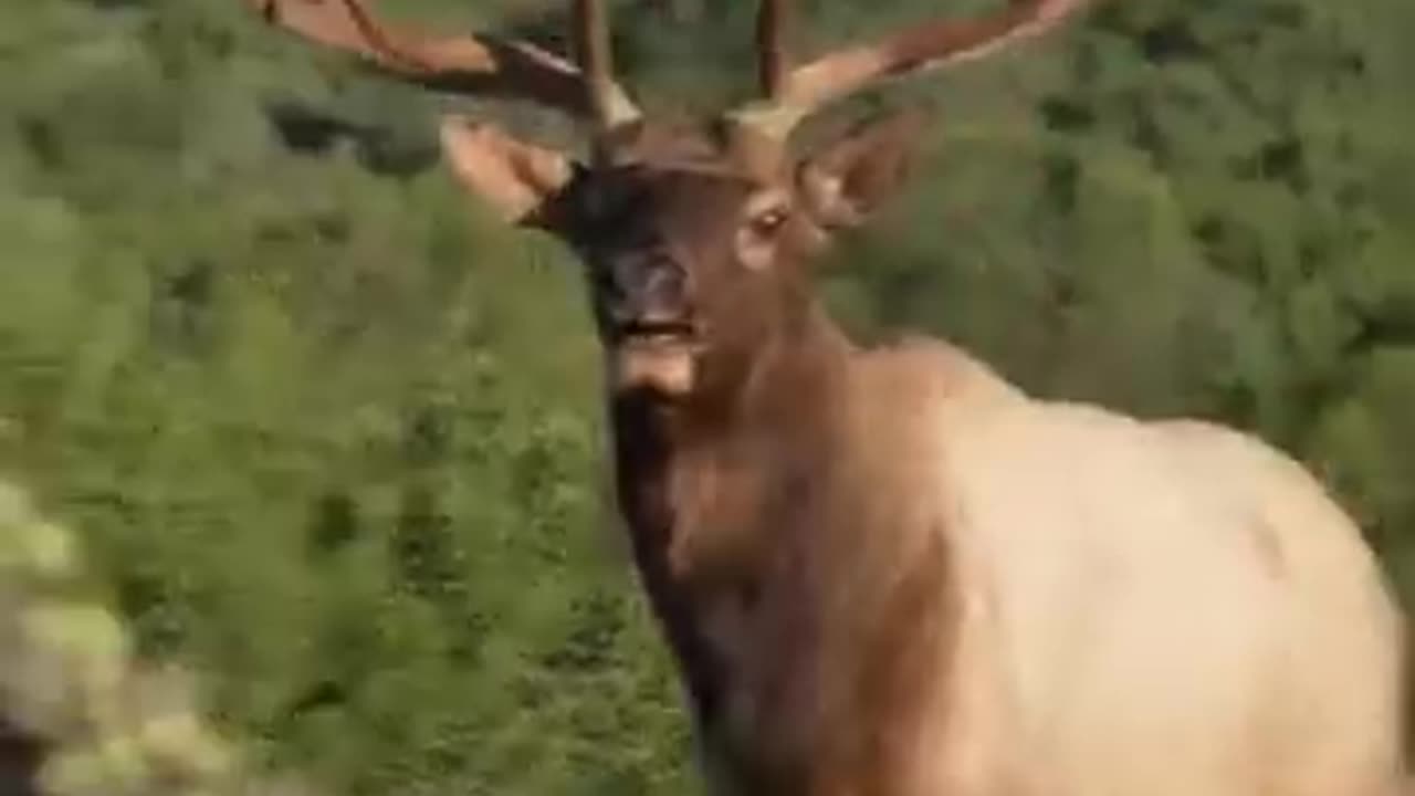 Nothing Like A Glunking Bull Elk